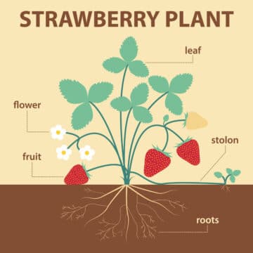 Strawberry plant anatomy graphic.