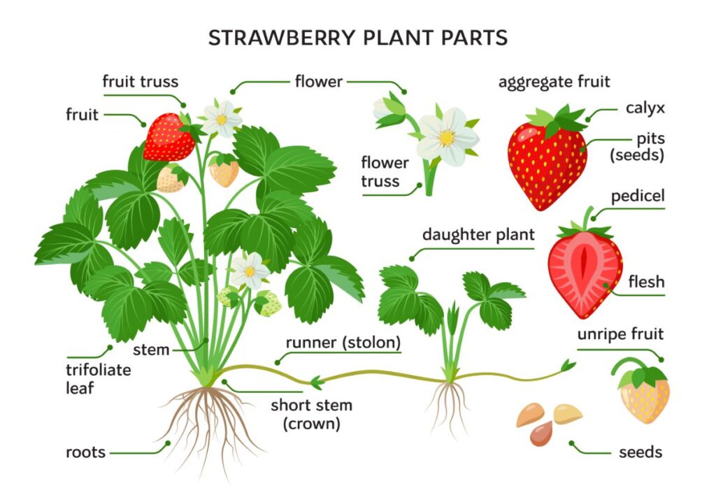 Strawberry Plant: The Complete Guide (Updated 2022)