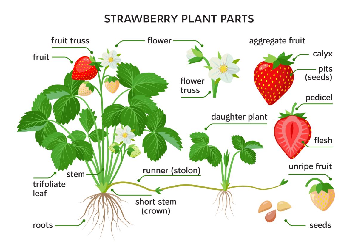 strawberry scientific classification