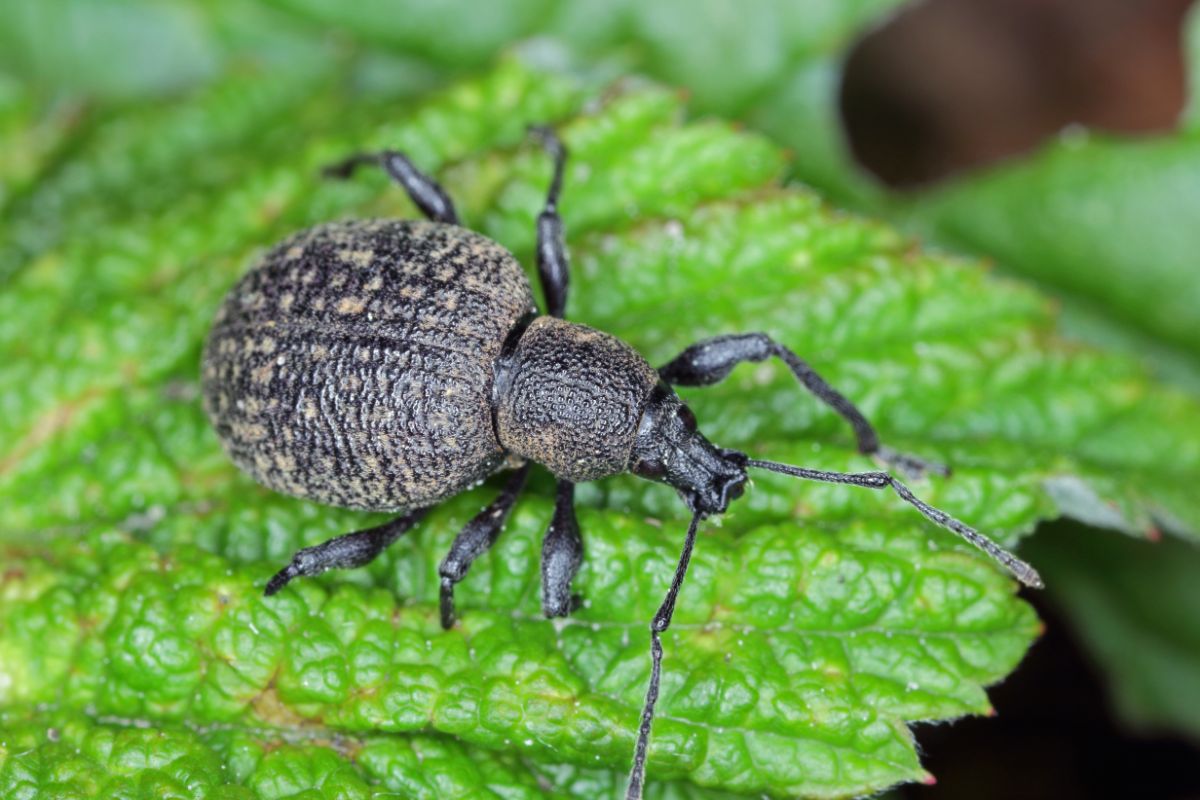 Strawberry pest on leave