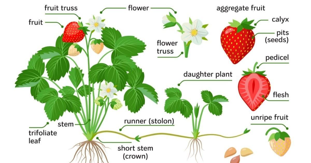 Strawberry Plant Guide Fb 