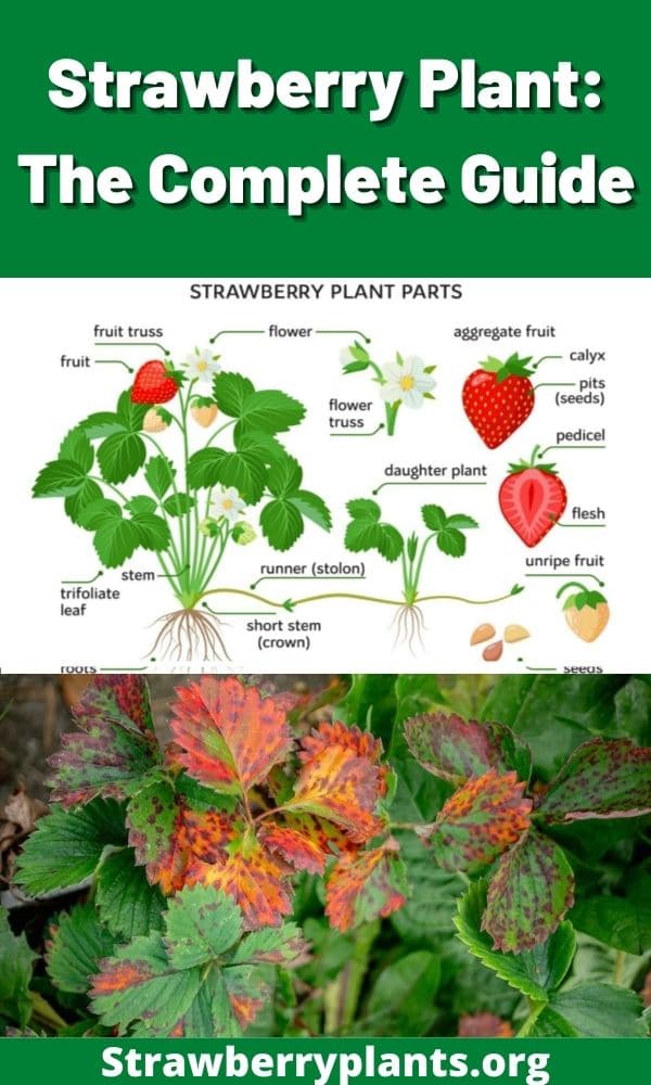 Strawberry Plant: The Complete Guide (Updated 2022)