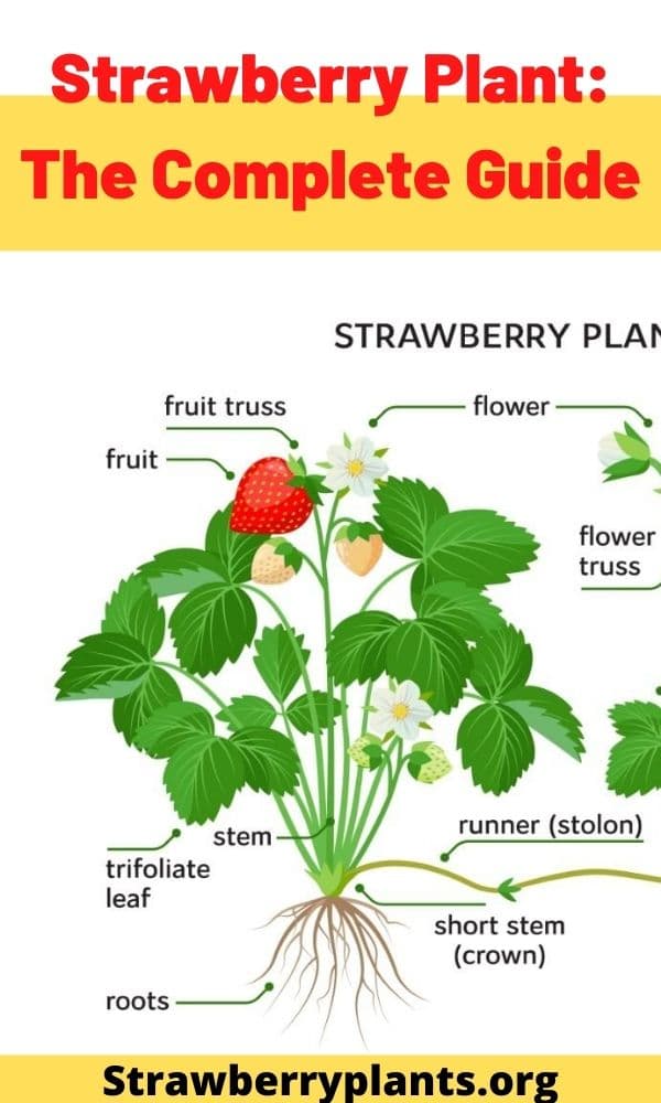 Strawberry Plant: The Complete Guide (Updated 2022)