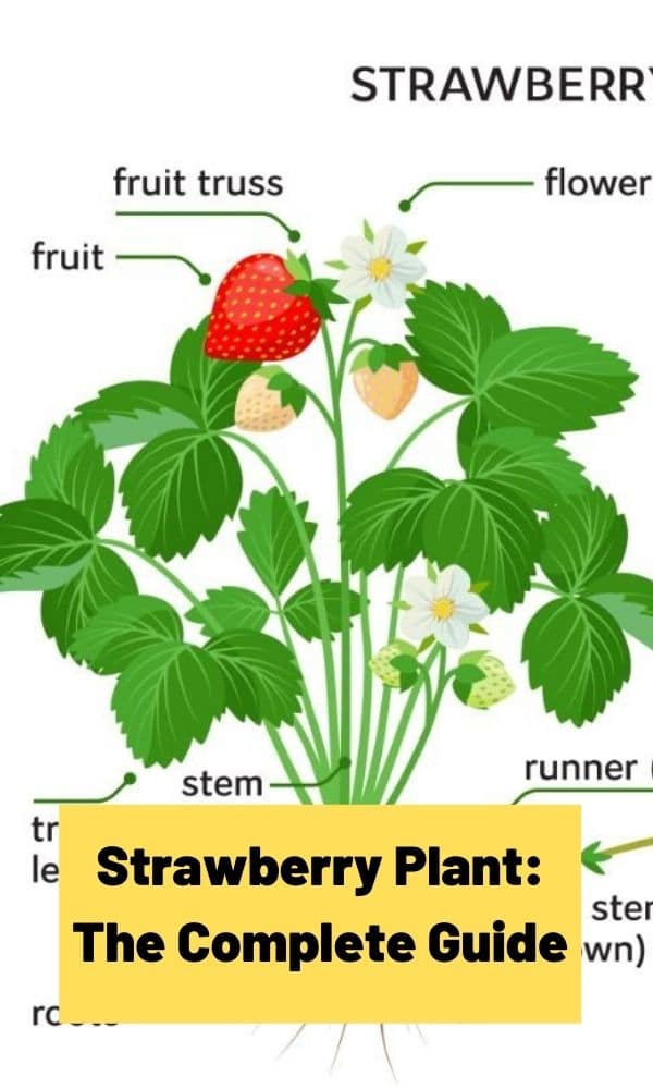 Strawberry Plant: The Complete Guide (Updated 2022)