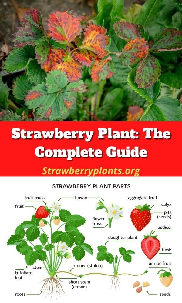 Strawberry Plant: The Complete Guide (Updated 2022)