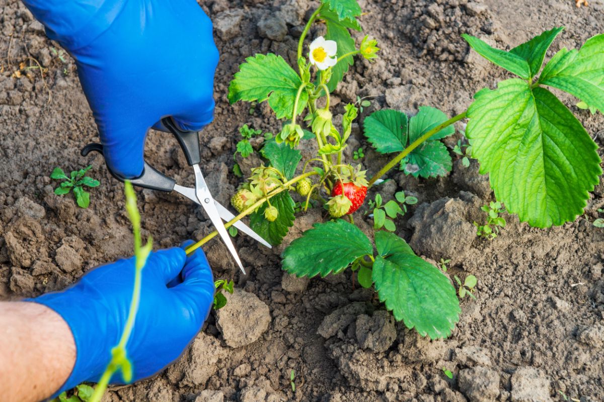 Farmer with gloves holding scissors over strawberry plant