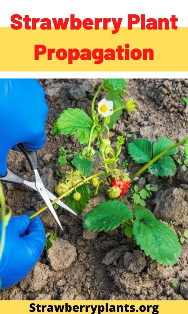 Strawberry Plant Propagation: The Definitive Guide (Updated 2022)