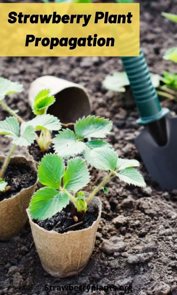 Can You Propagate Strawberry Plants In Water