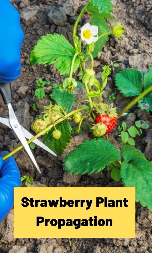 strawberry-plant-propagation-the-definitive-guide-updated-2022