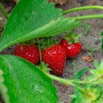 Strawberry plant with red strawberries.
