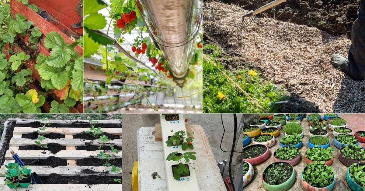 unique strawberry planters