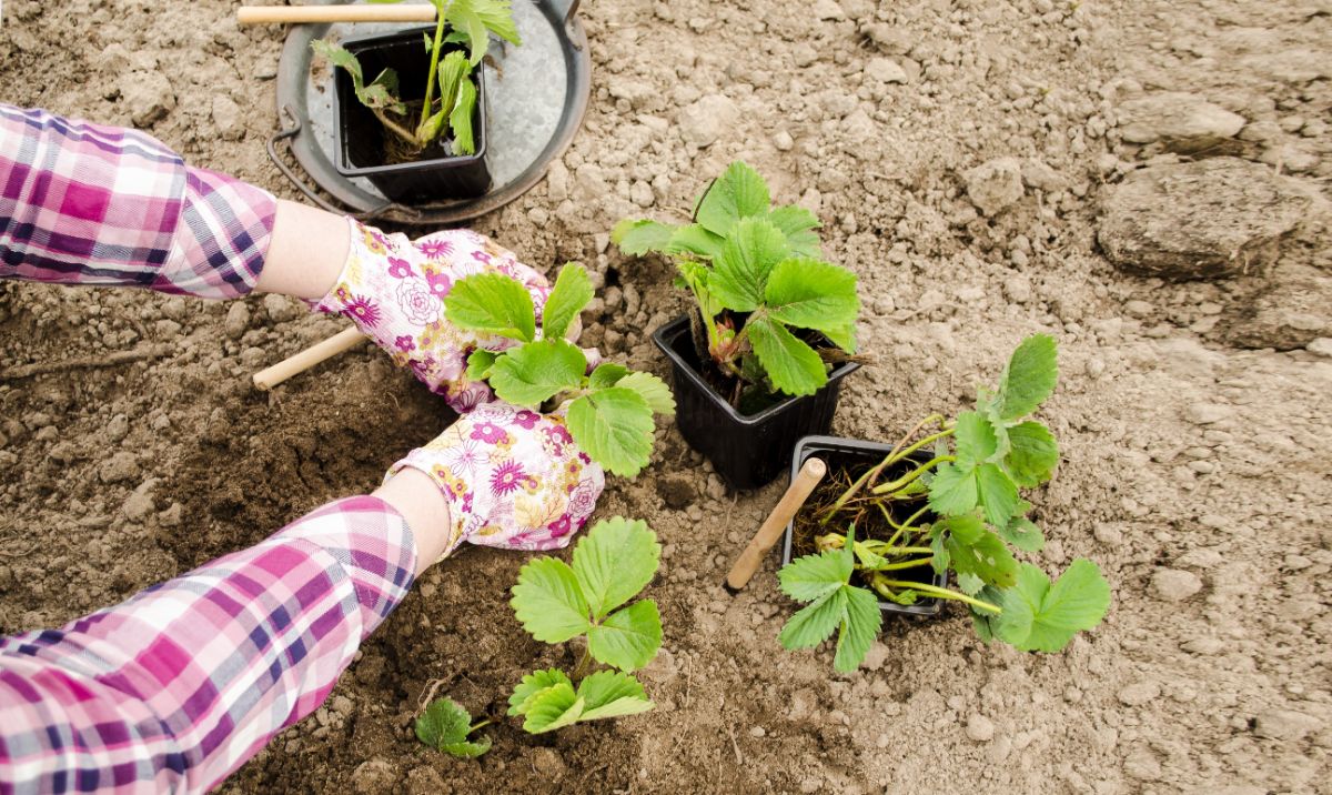 Strawberry plants may be June bearing or everbearing