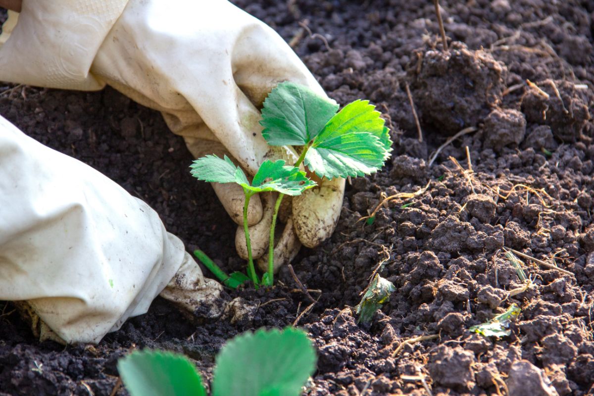 A gardener plants young strawberry plants