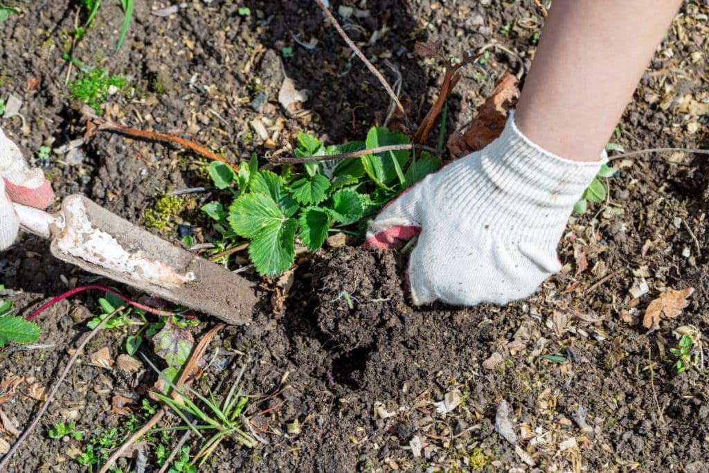 How to Space JuneBearing Strawberries + Arrangement Tips Strawberry