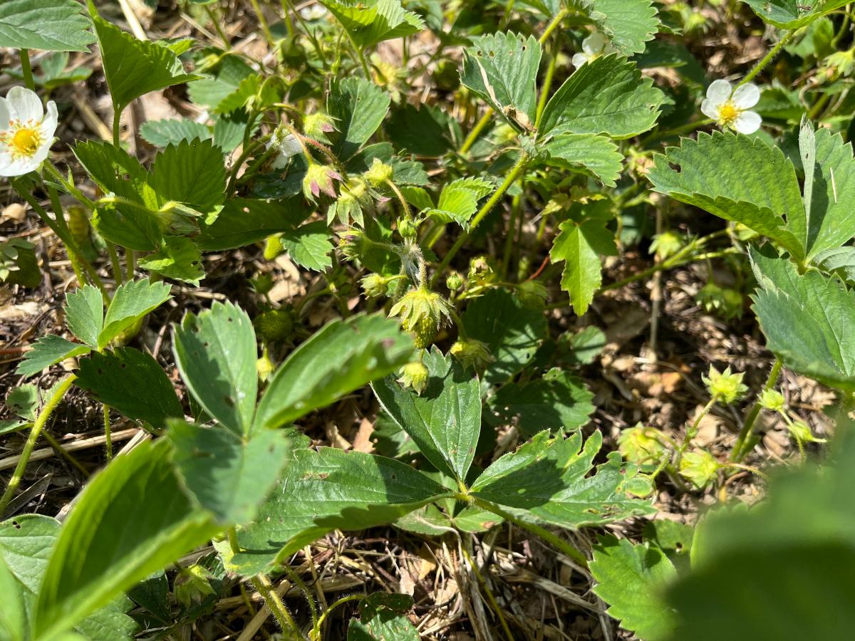 Thriving strawberry patch