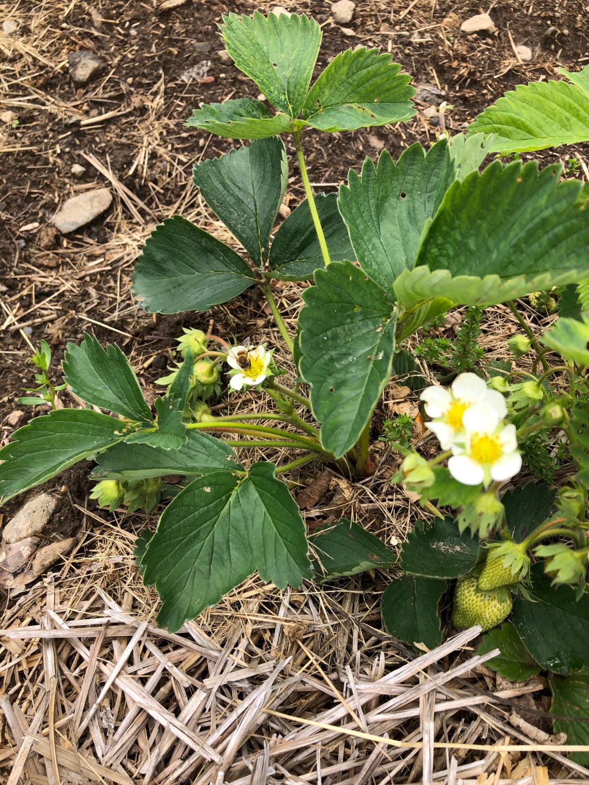 Fall planted strawberries in spring