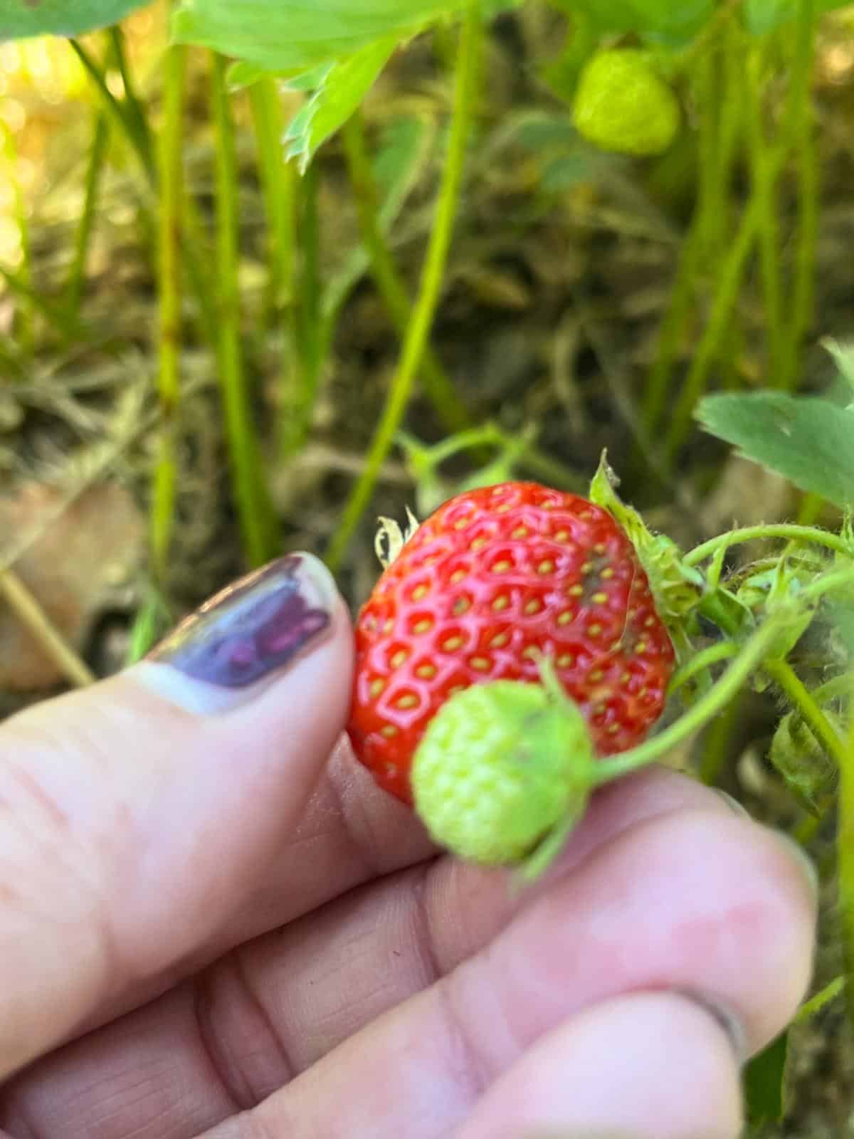 Assessing strawberry size in the garden