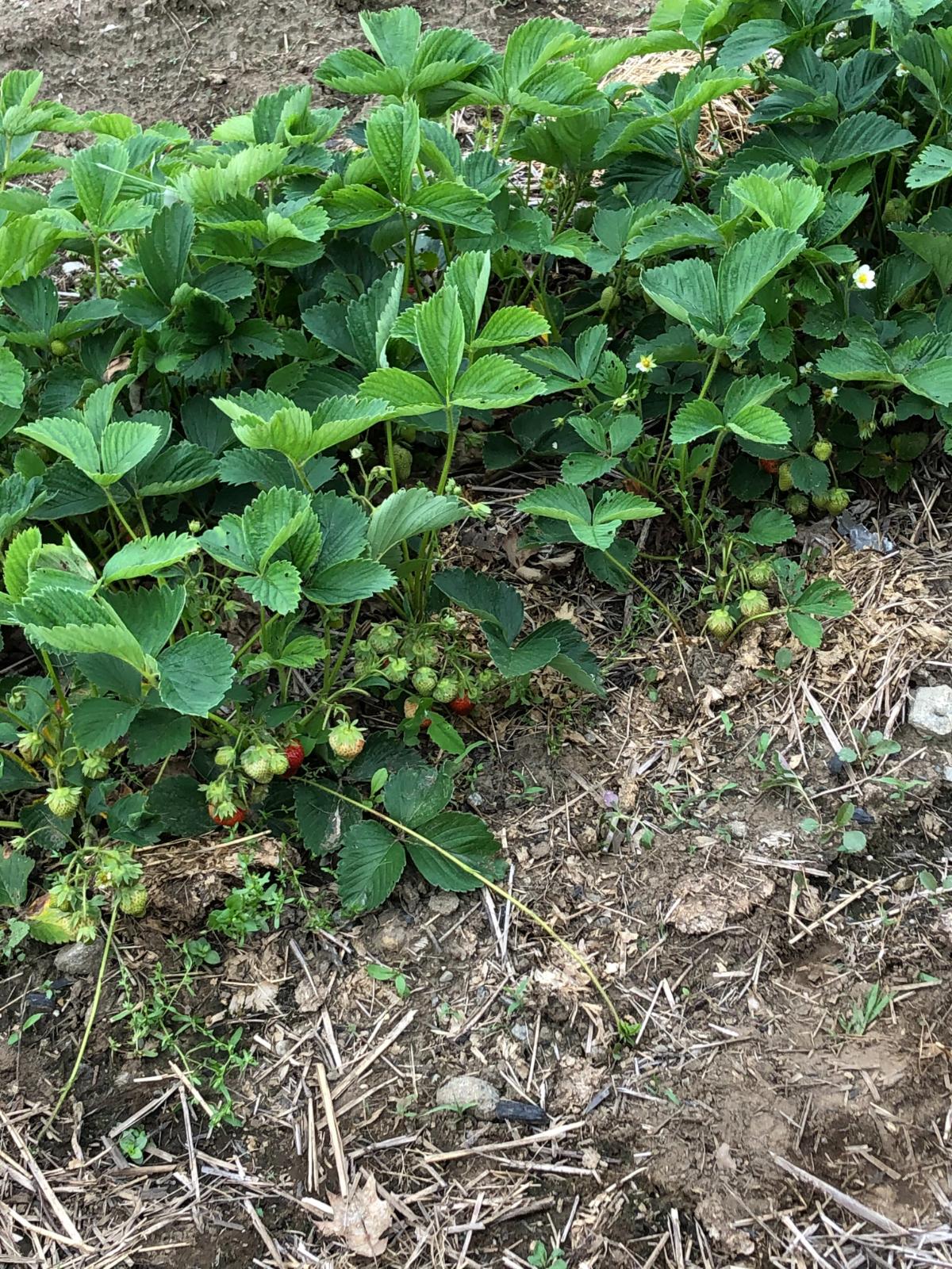 Fall planted strawberries with berries ready to pick