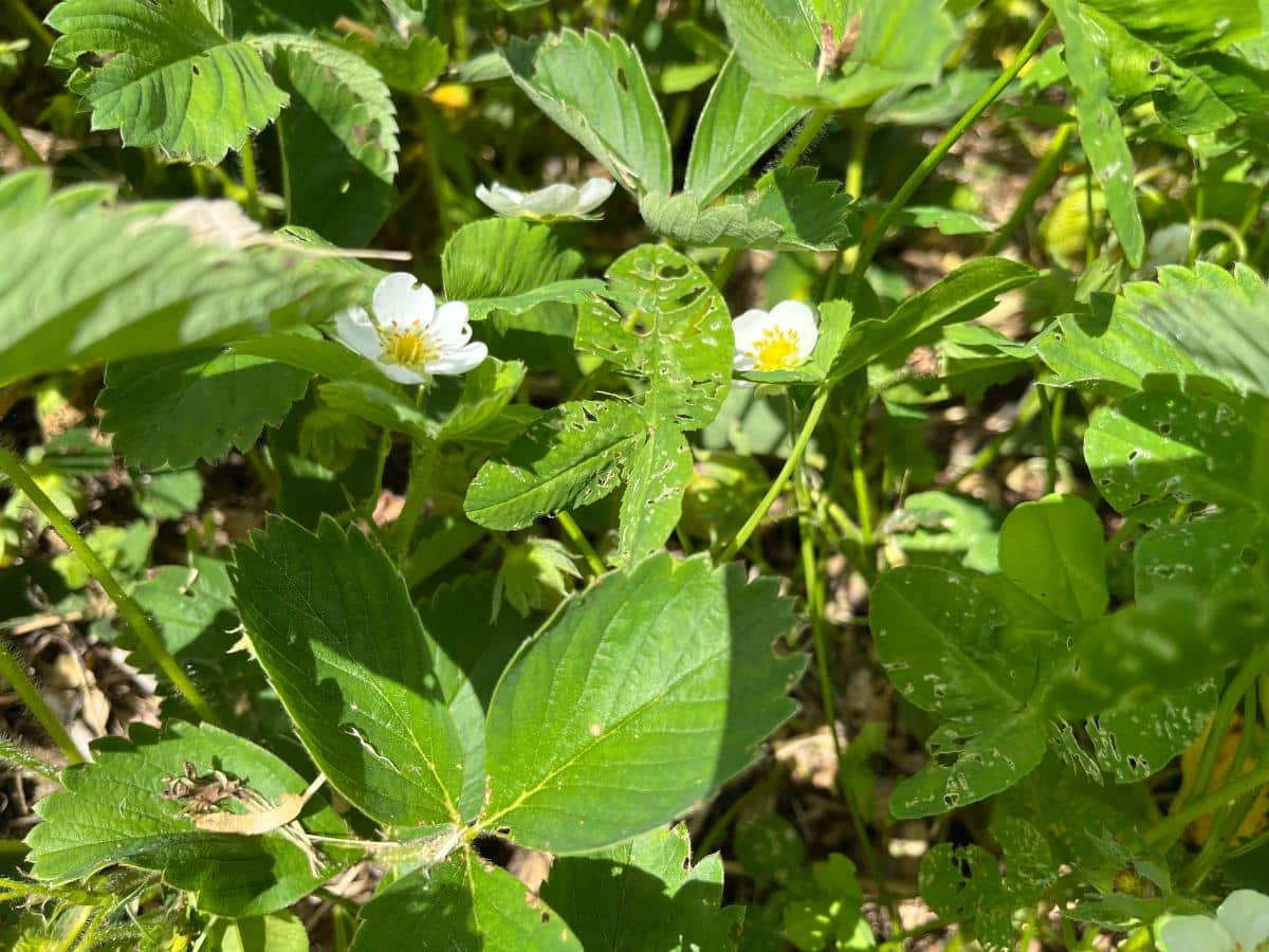 Strawberries with almost no insect damage