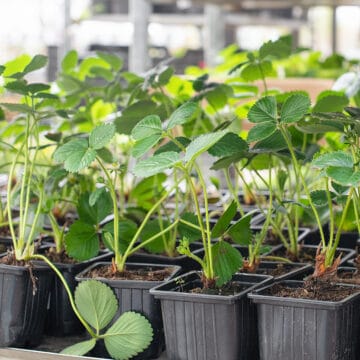 Strawberry plants in black plastic cups.