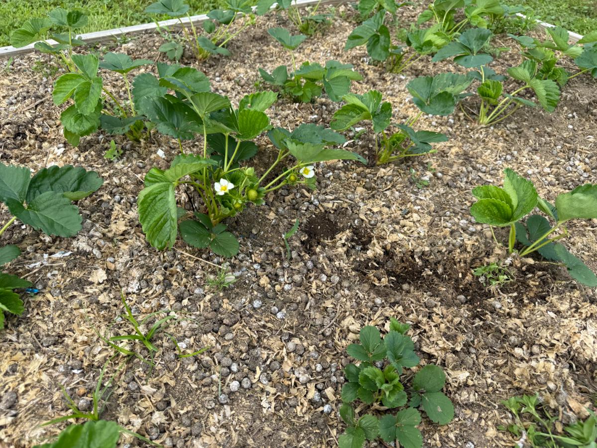 New strawberry plants in a raised bed with blossoms pinched