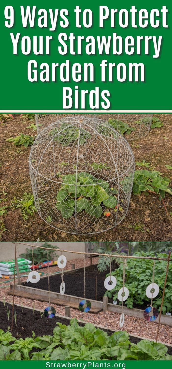 9 Ways to Protect Your Strawberry Garden from Birds Strawberry Plants