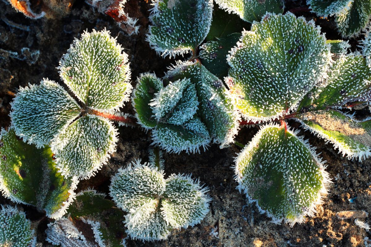 Strawberry plant with frosting leaves