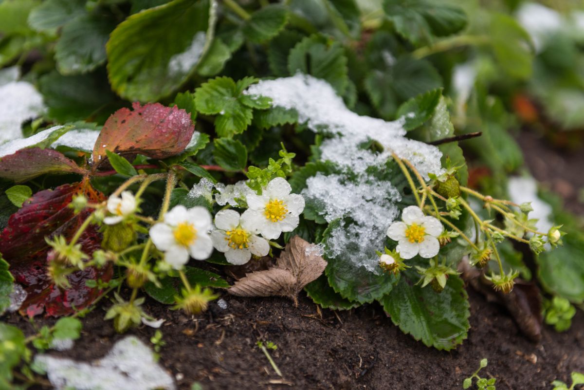 Strawberry plant with flowers partly covered in ice