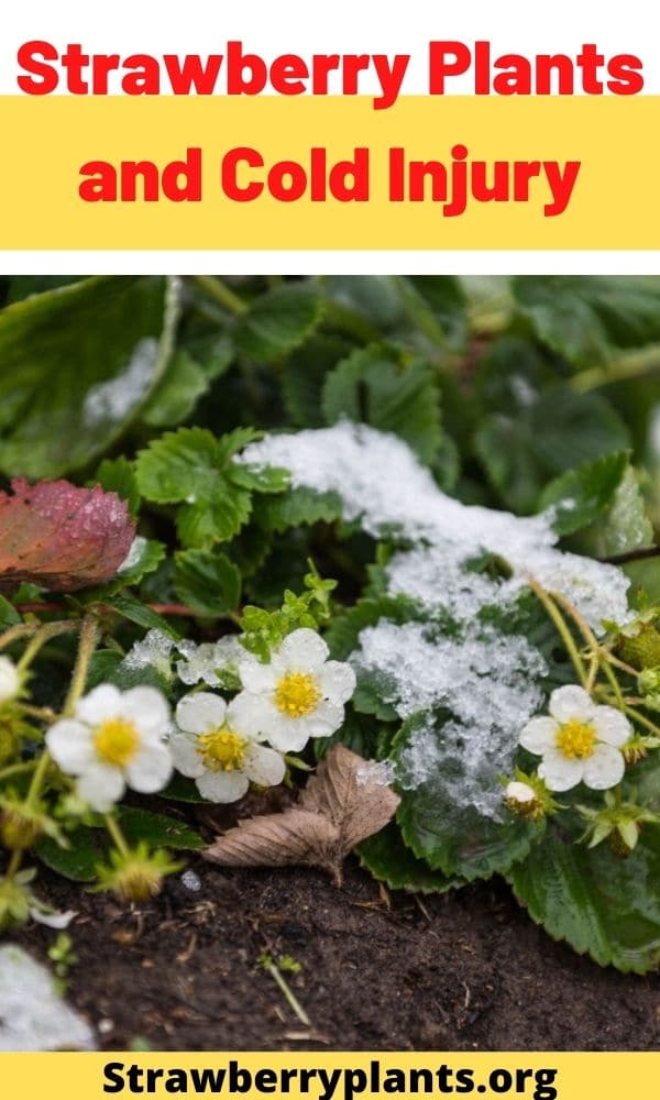 Strawberry Plants and Cold Injury Strawberry Plants