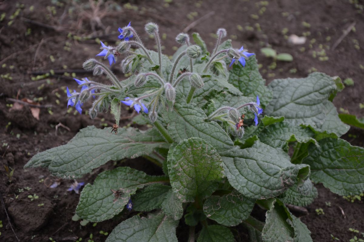 Borage plant in soil