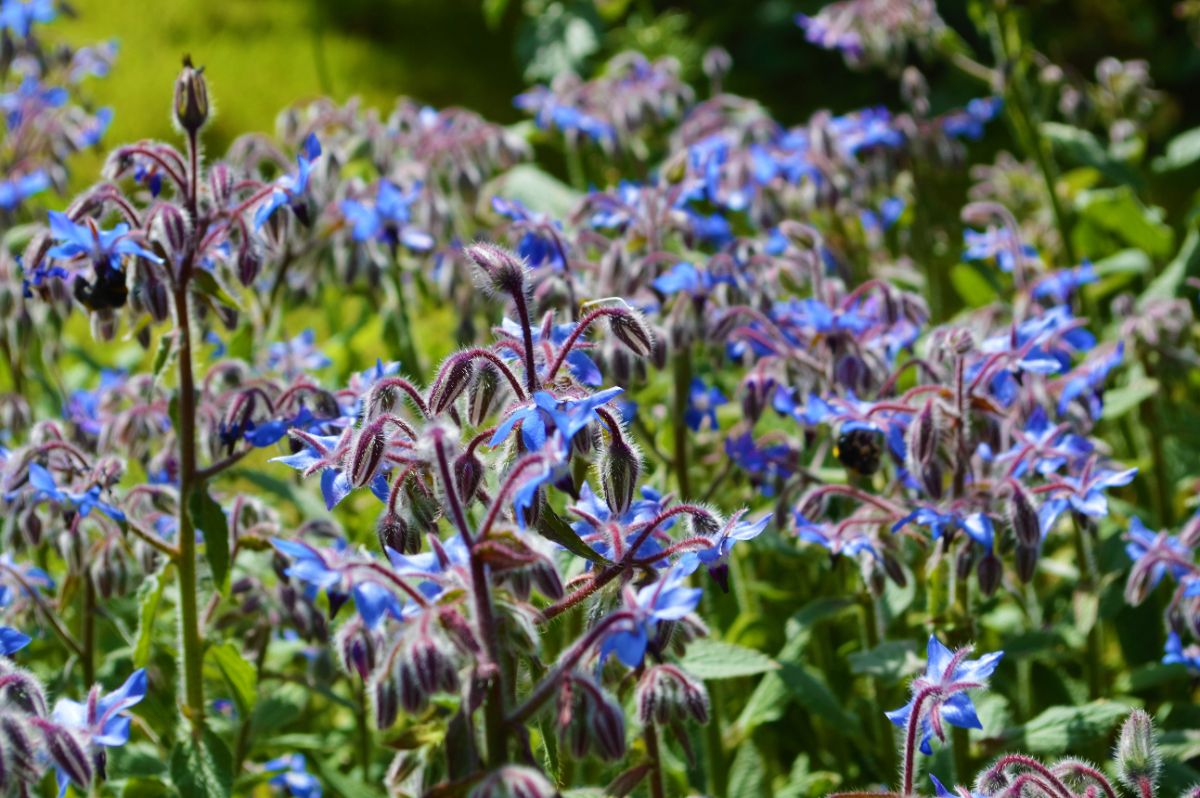 Borage plants on field