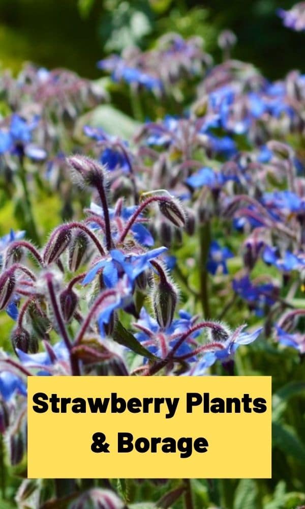 Strawberry Plants & Borage (All You Need to Know)