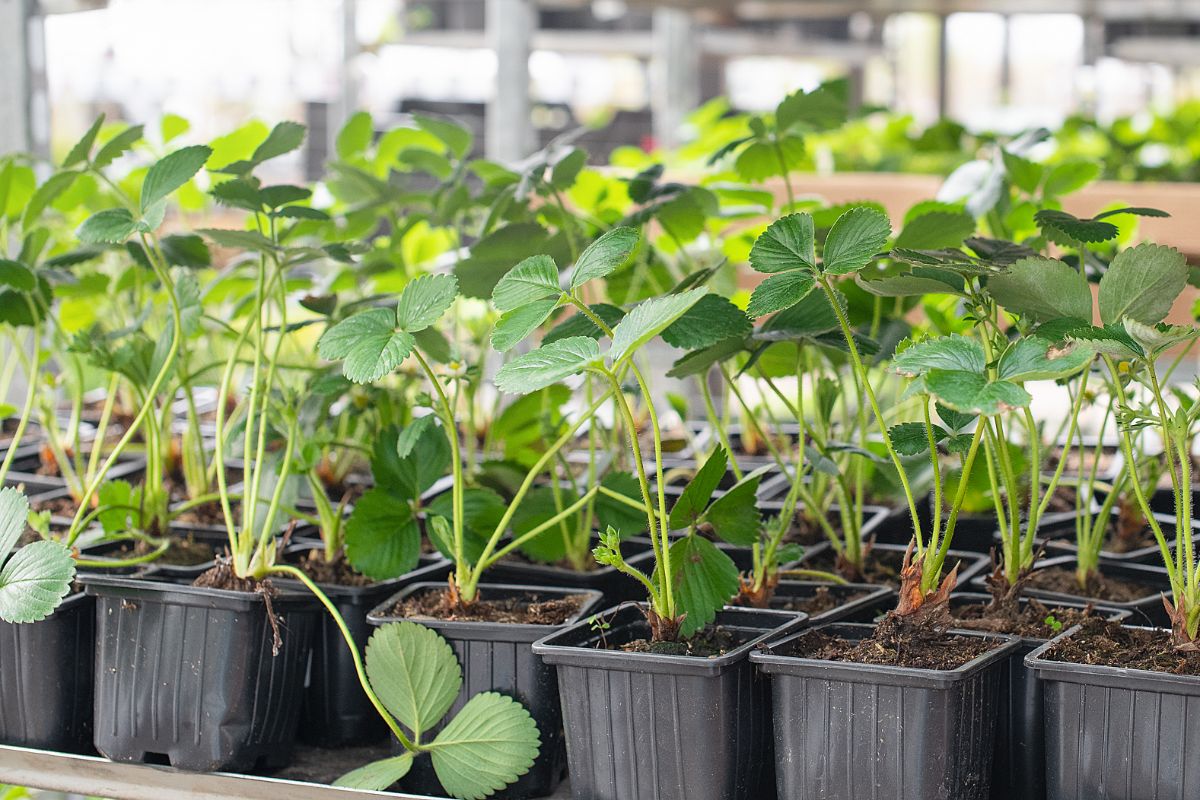 Young strawberry plants in black pots