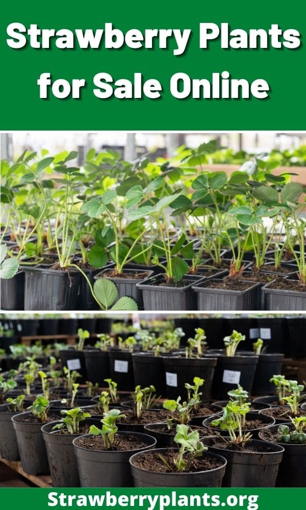 Strawberry Plants for Sale Online The Complete Guide (Updated 2022)