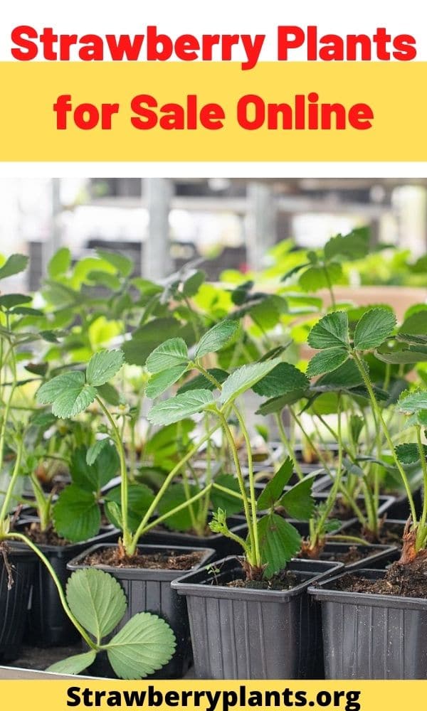Strawberry Plants for Sale Online The Complete Guide (Updated 2022)