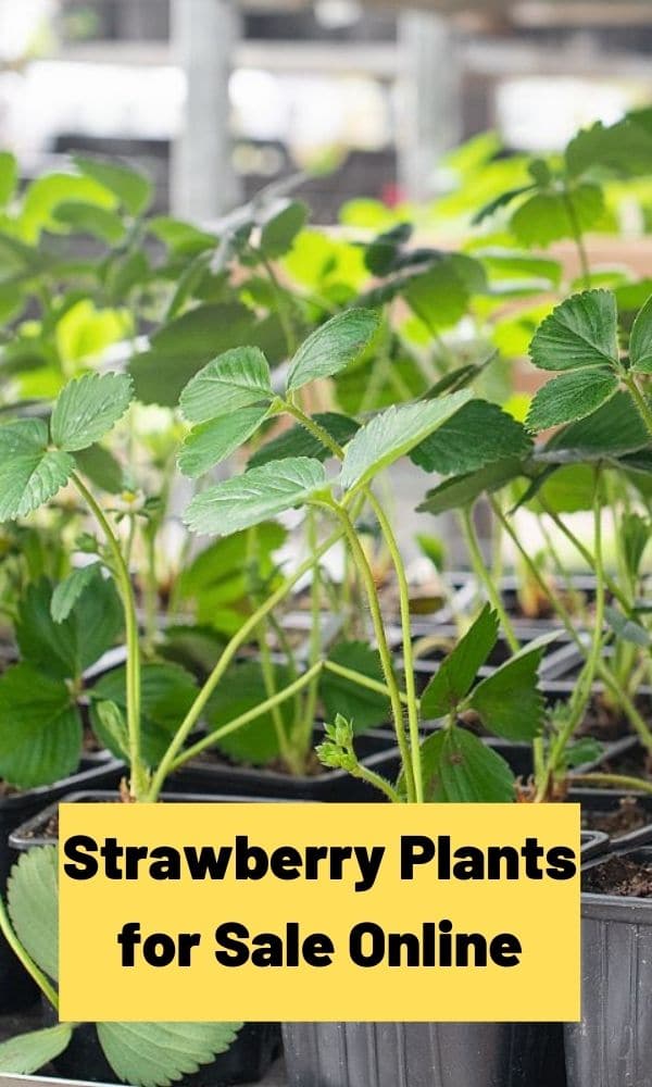Strawberry Plants for Sale Online The Complete Guide (Updated 2022)