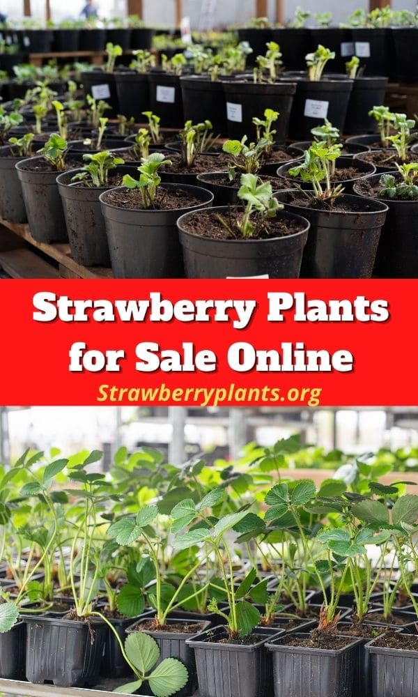 Strawberry Plants for Sale Online The Complete Guide (Updated 2022)