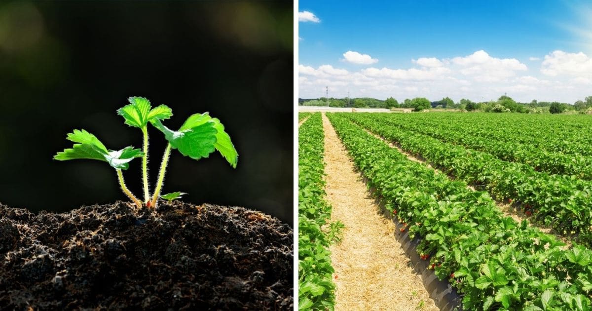 How Many Strawberry Plants Per Acre (Helpful Table)