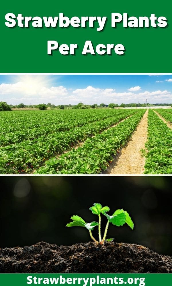 How Many Strawberry Plants Per Acre (Helpful Table)