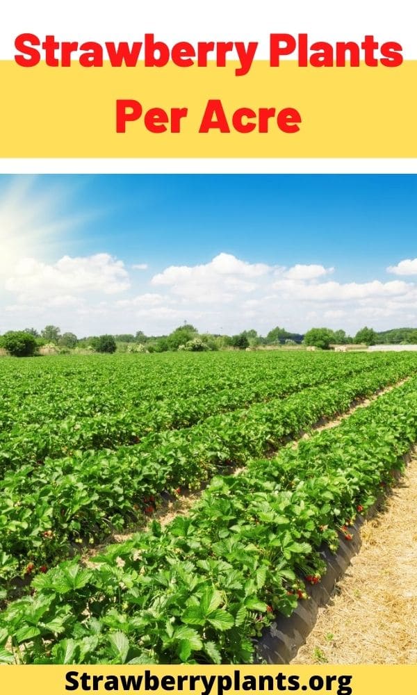 How Many Strawberry Plants Per Acre (Helpful Table)