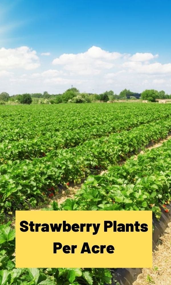 How Many Strawberry Plants Per Acre (Helpful Table)