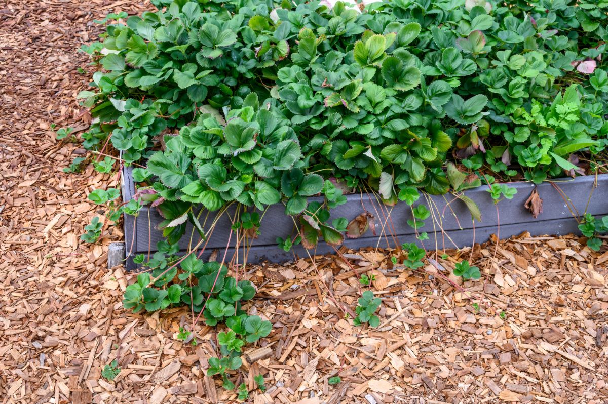 Strawberry plants in raised bed with runners