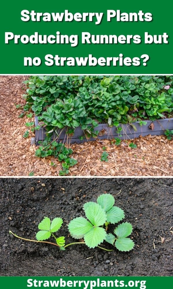 Strawberry Plants Producing Runners but no Strawberries?