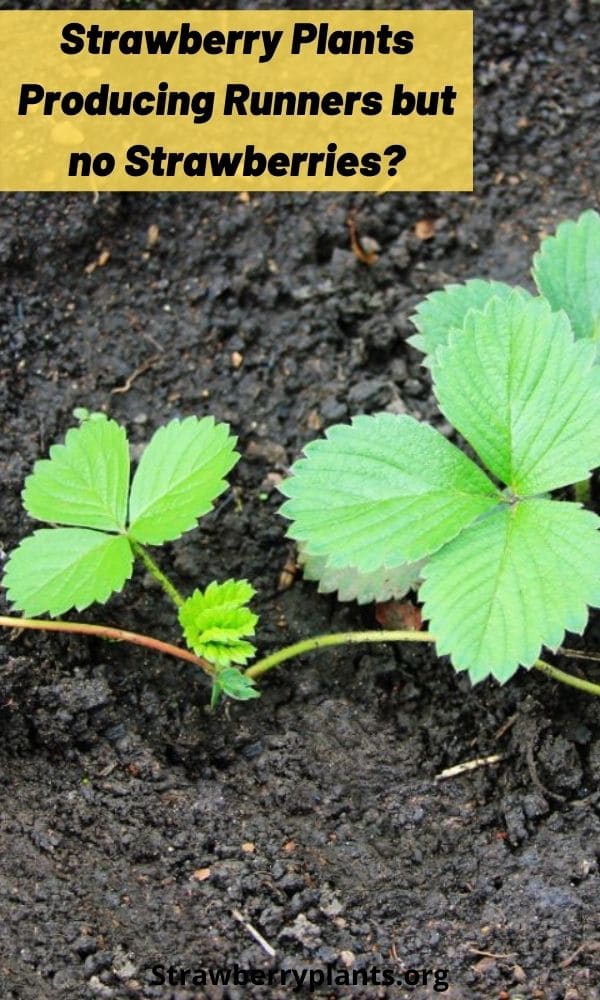 Strawberry Plants Producing Runners but no Strawberries?