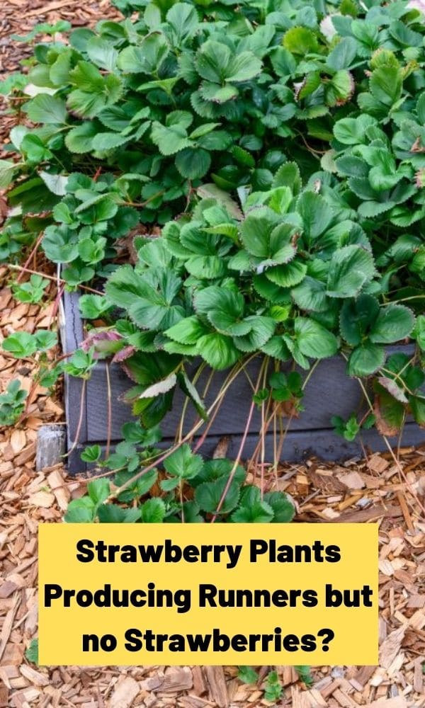 Strawberry Plants Producing Runners but no Strawberries?