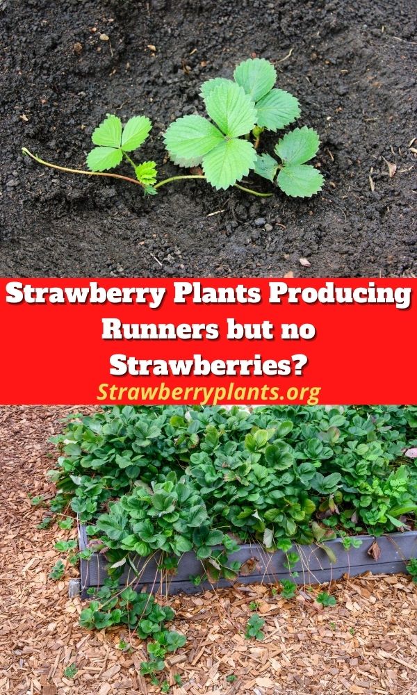 Strawberry Plants Producing Runners but no Strawberries?