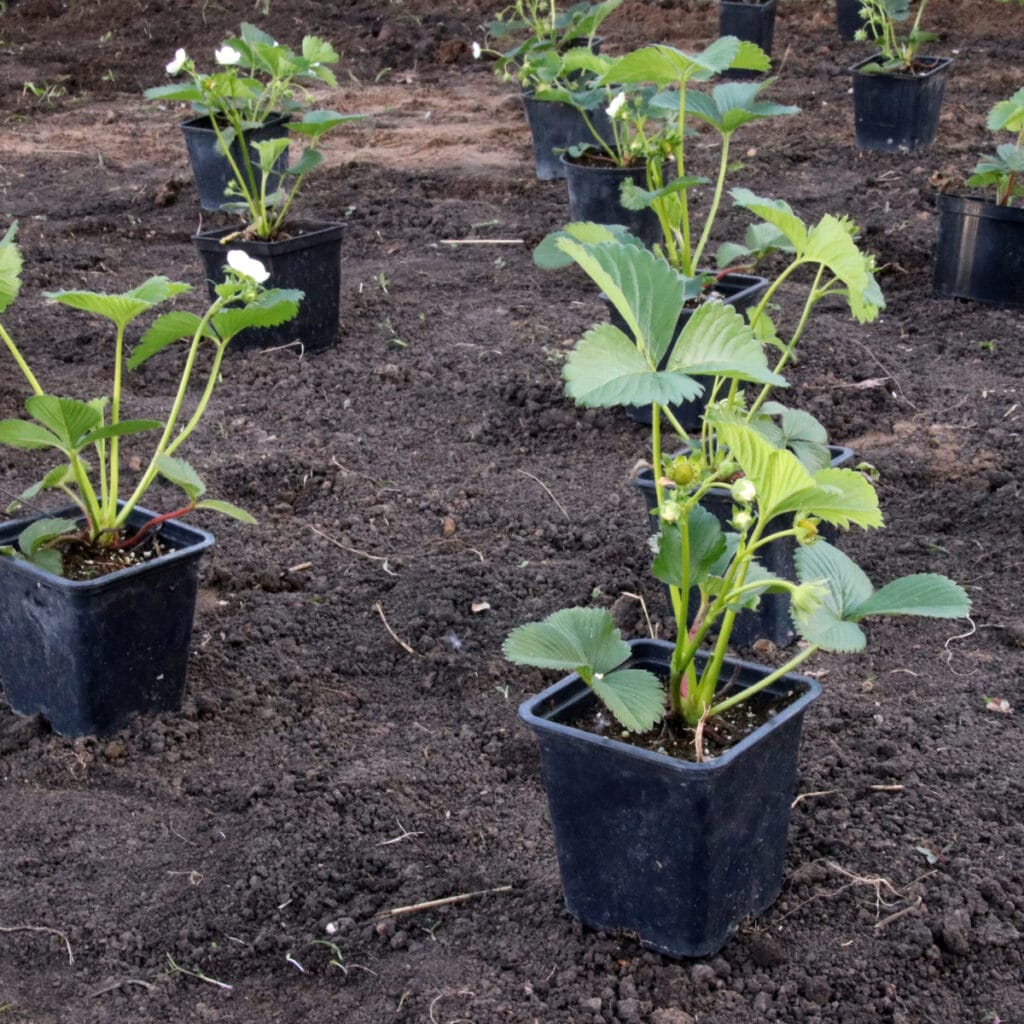 Strawberry Seeds Archives Strawberry Plants