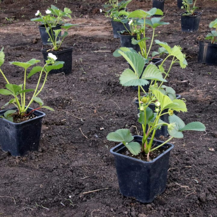 Strawberry Seeds Archives Strawberry Plants