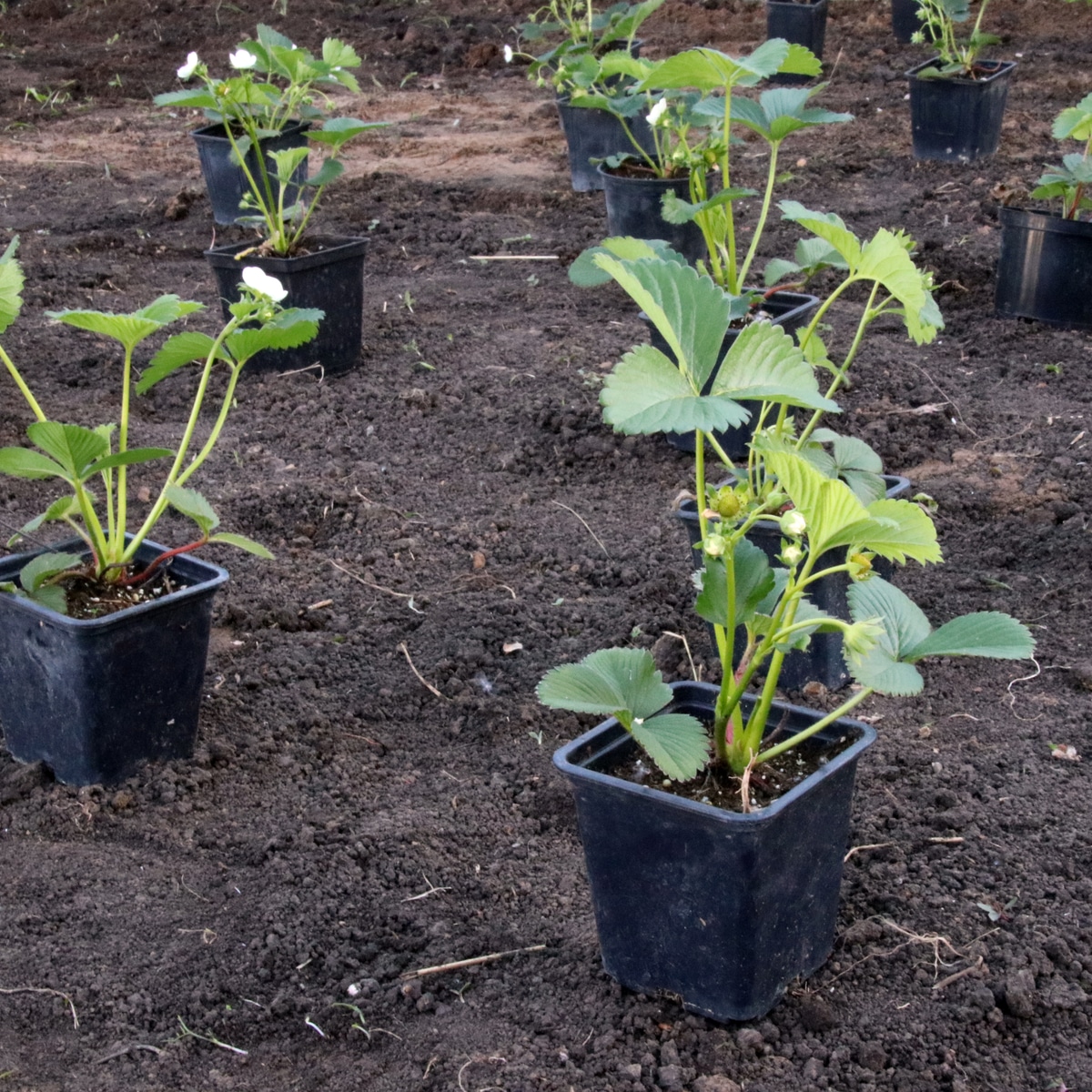 Strawberry Plants for Sale Articles Archives