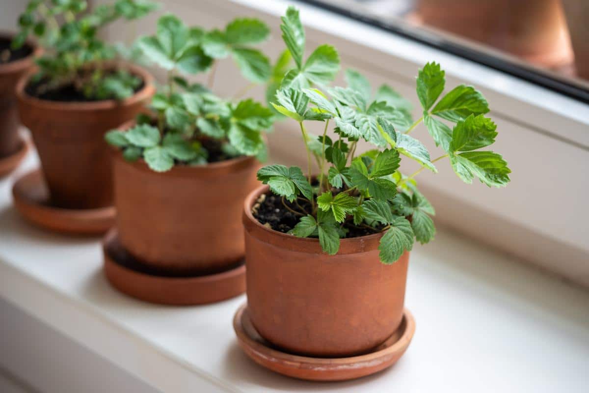 Potted day neutral strawberry plants growing indoors